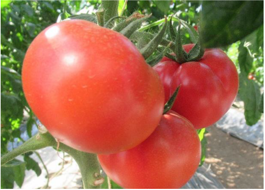 いなみトマトの画像